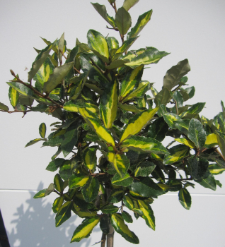 Preview: Hochstamm Buntlaubige Ölweide Maculata 3